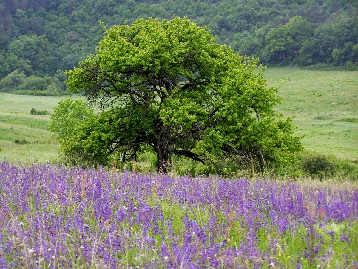 Słowacki Kras – trzy jaskinie i Silická Planina