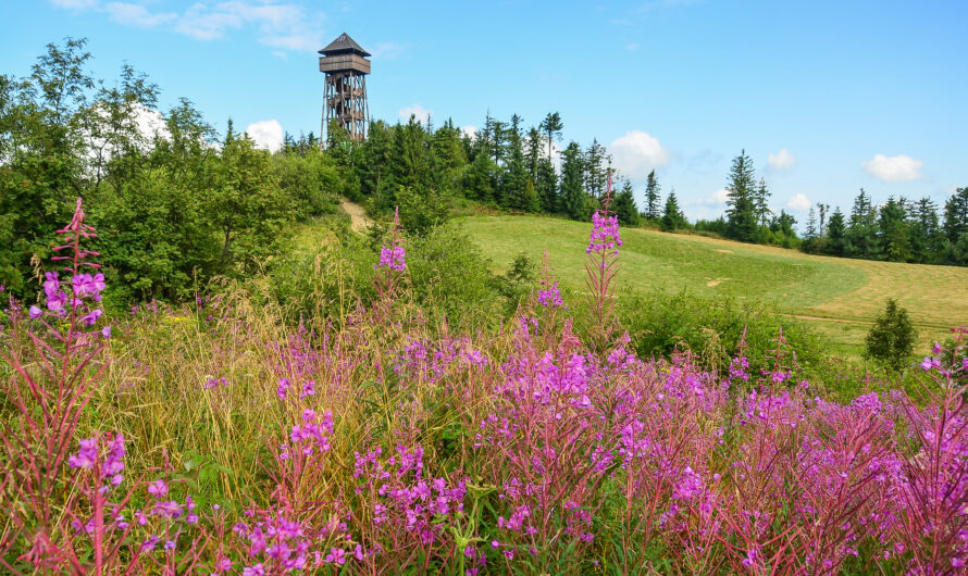 Lubań – Ochotnica Dolna – Gorc. Babskie duo