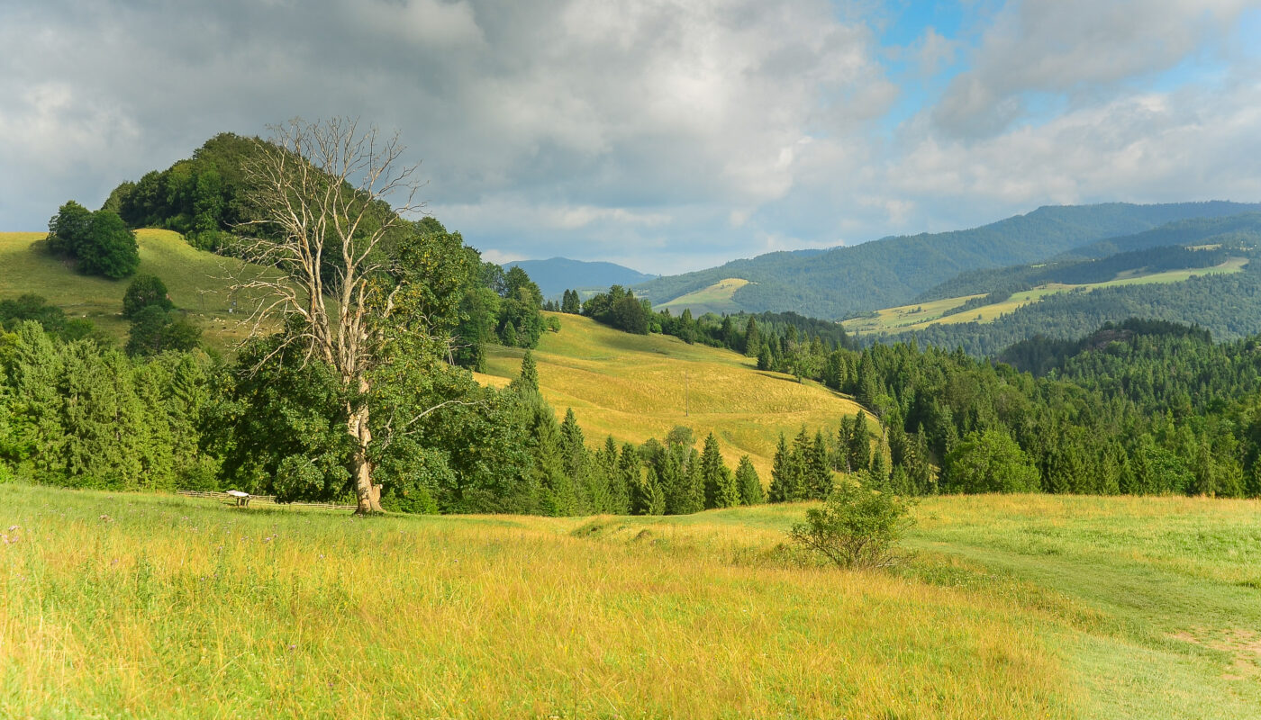 Wysoką