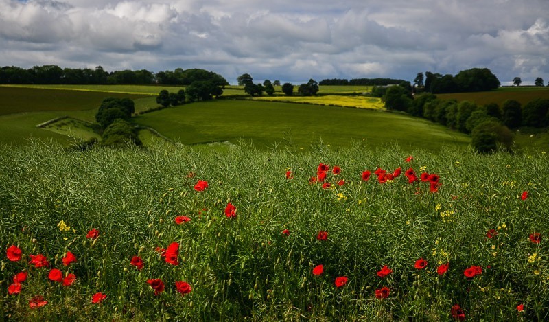 08 - Yorkshire Wolds i Wharram Percy, czyli makowa Anglia