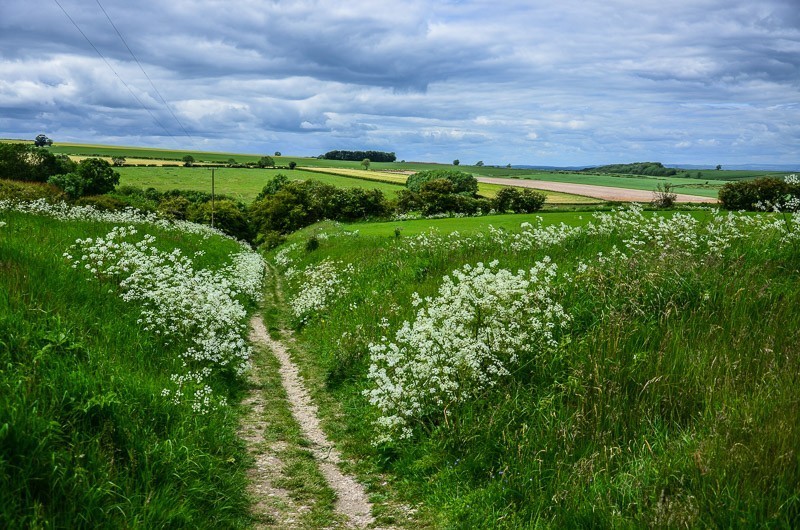 103 - Yorkshire Wolds i Wharram Percy, czyli makowa Anglia