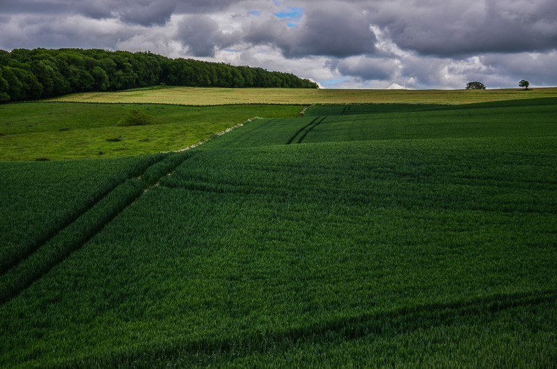 129 - Yorkshire Wolds i Wharram Percy, czyli makowa Anglia