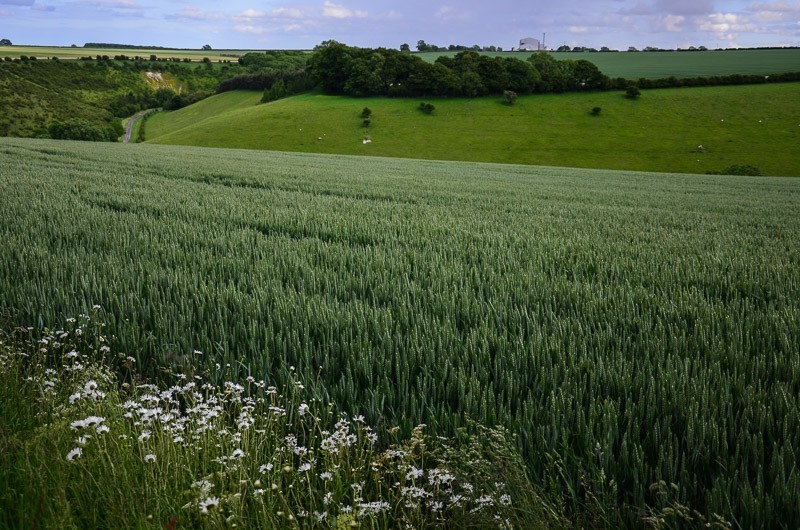 179 - Yorkshire Wolds i Wharram Percy, czyli makowa Anglia