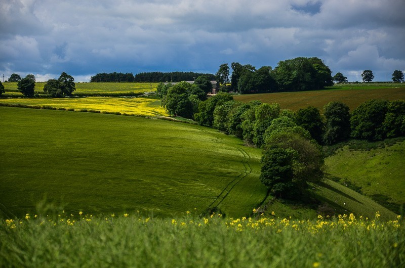 23 - Yorkshire Wolds i Wharram Percy, czyli makowa Anglia