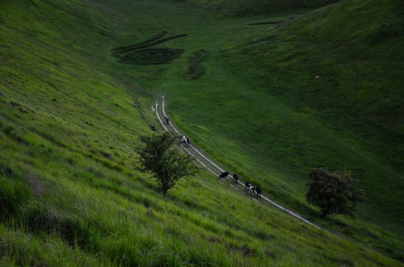 265 - Yorkshire Wolds i Wharram Percy, czyli makowa Anglia