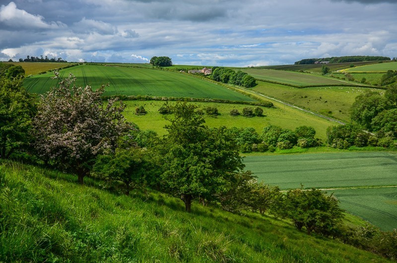 27 - Yorkshire Wolds i Wharram Percy, czyli makowa Anglia