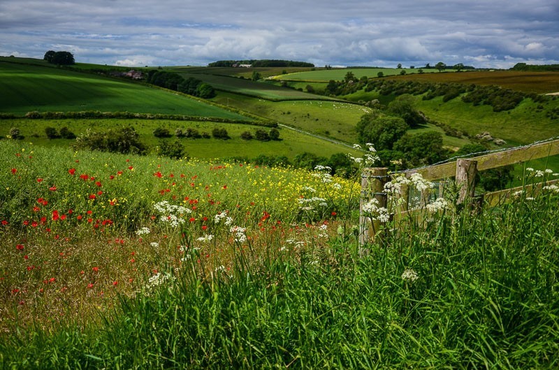 30 - Yorkshire Wolds i Wharram Percy, czyli makowa Anglia