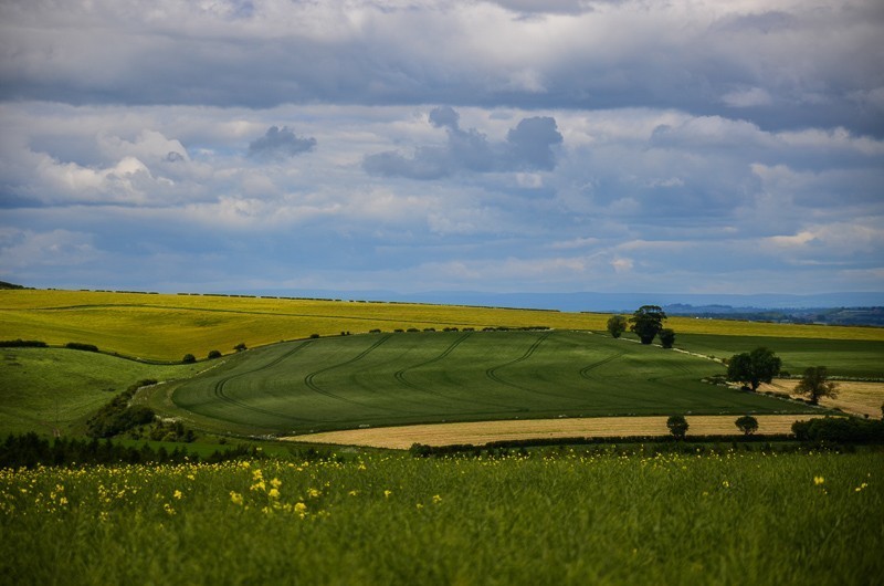 62 - Yorkshire Wolds i Wharram Percy, czyli makowa Anglia