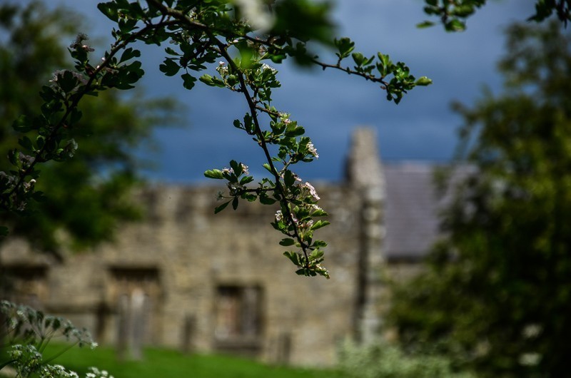 85 - Yorkshire Wolds i Wharram Percy, czyli makowa Anglia