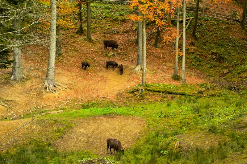 47 - Zimowe Bieszczady, czyli marzenia trzeba spełniać