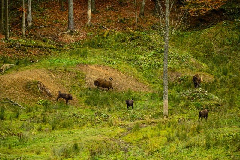 52 - Zimowe Bieszczady, czyli marzenia trzeba spełniać