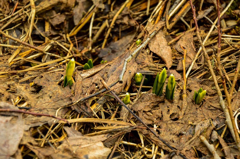 76 - Zimowe Bieszczady, czyli marzenia trzeba spełniać