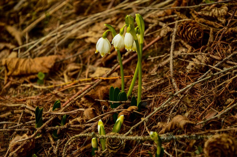 77 - Zimowe Bieszczady, czyli marzenia trzeba spełniać