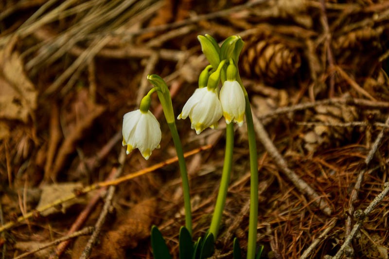 78 - Zimowe Bieszczady, czyli marzenia trzeba spełniać