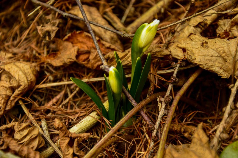 79 - Zimowe Bieszczady, czyli marzenia trzeba spełniać