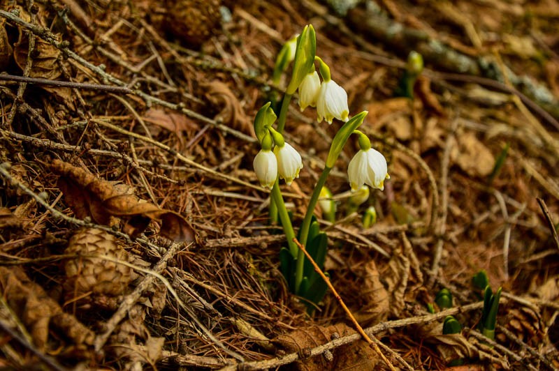 80 - Zimowe Bieszczady, czyli marzenia trzeba spełniać