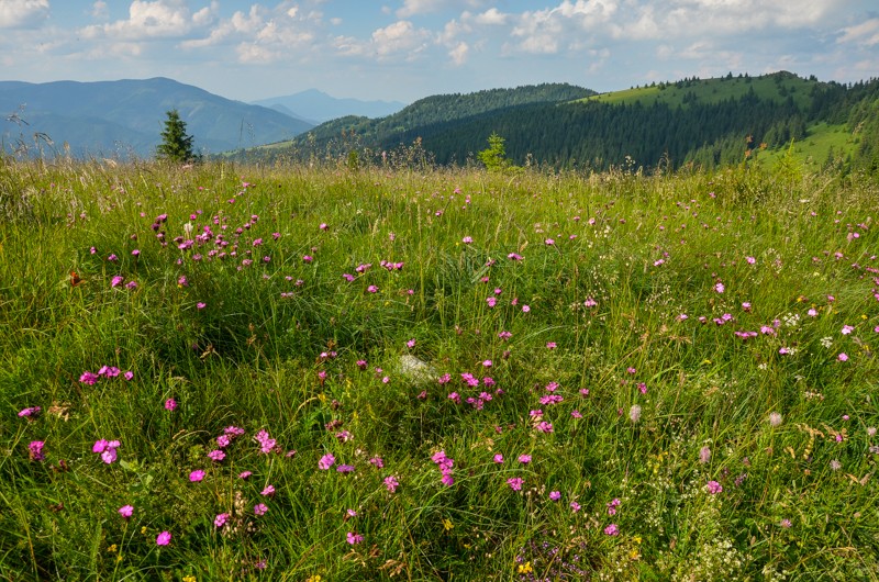 63 - Ostredok - Krížna - Zvolen, czyli Halną Fatrą do Donoval