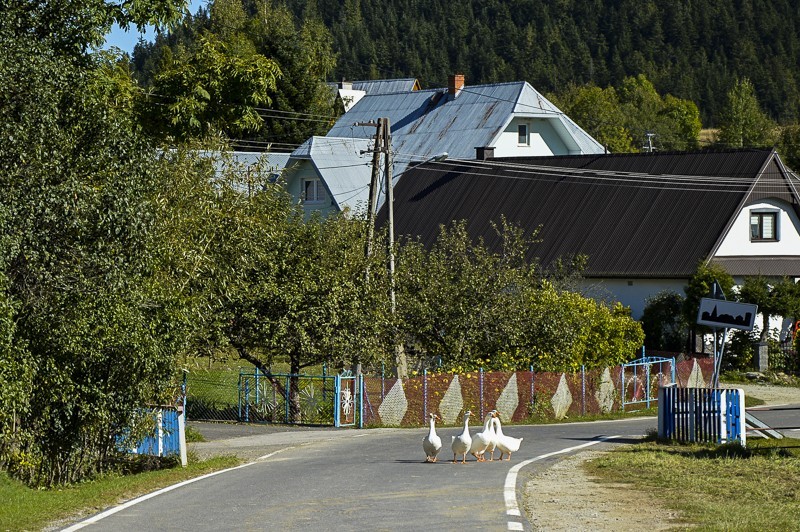 37 - Zielony szlak z Jabłonki pod Babią. W cieniu wielkiej góry