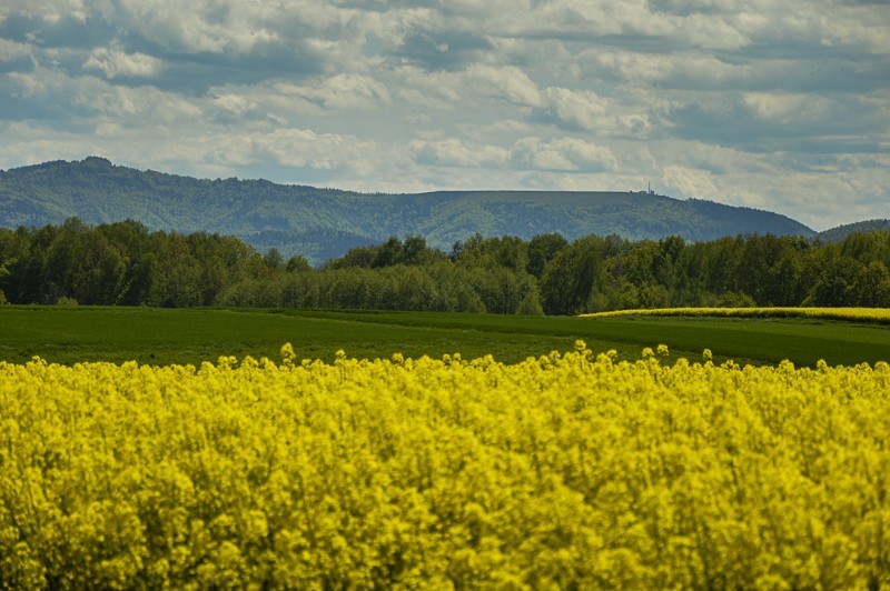 76 - Kiczera i Żar żółtym z Porąbki. Plus bonus rzepakowy