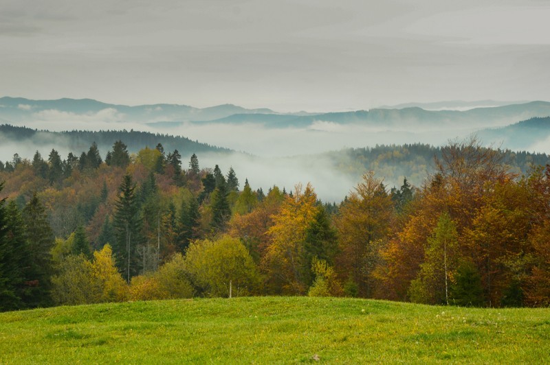 31 - Przełęcz nad Łapszanką z Łapsz. Jesienne mgły