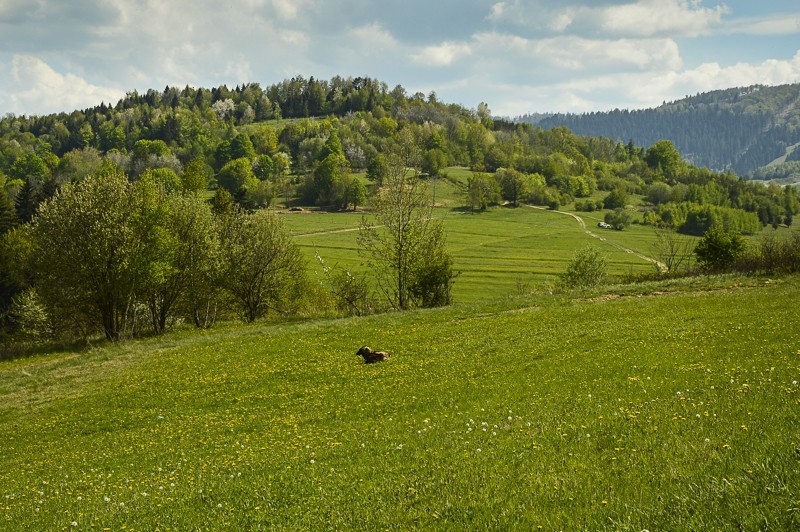 Magura Cięcińska