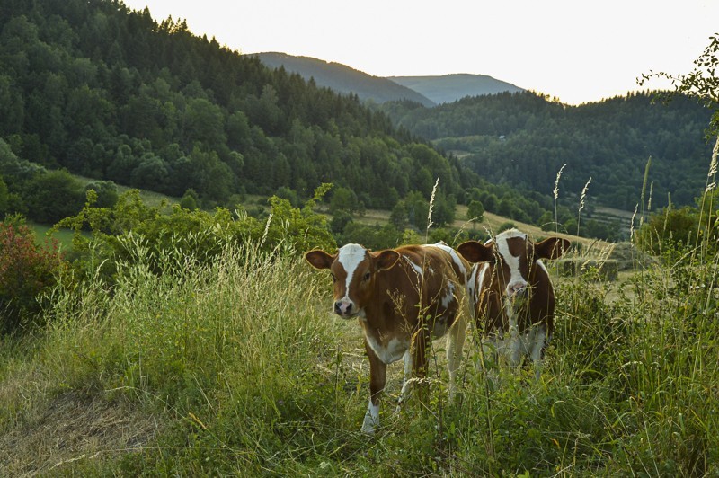 39 - Matyska - Golgota Beskidów. Kontrowersyjnie i widokowo