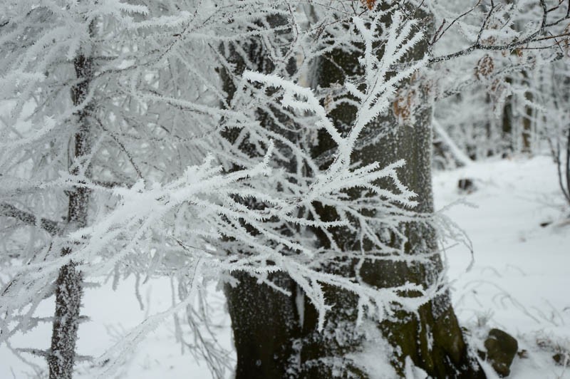 05 - Przełęcz Przegibek - na Magurkę, na biegówki, na Gaiki