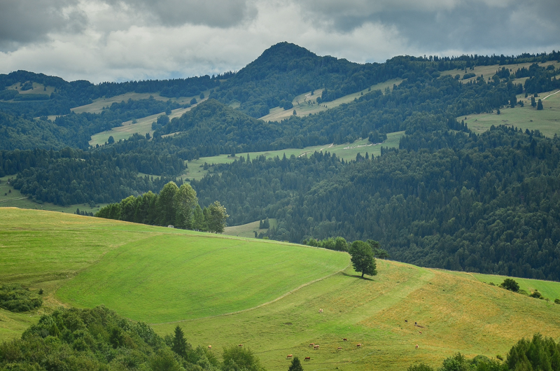 Przehybę