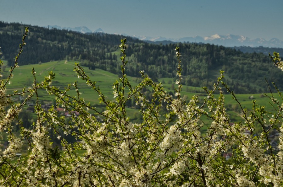 Czarny szlak Rabka - Mszana