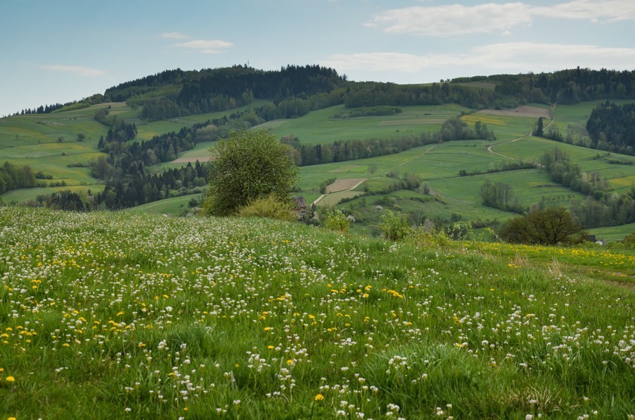 Czarny szlak Rabka - Mszana