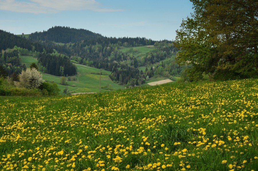 Czarny szlak Rabka - Mszana