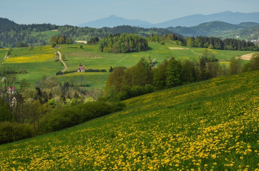 Czarny szlak Rabka - Mszana