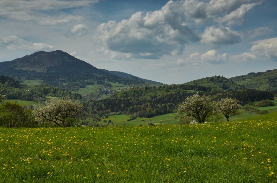 Czarny szlak Rabka - Mszana