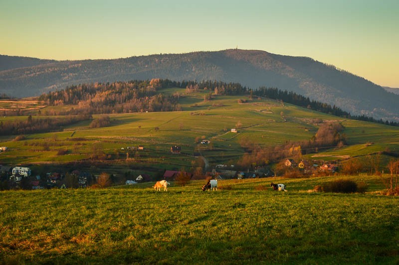 130 - Jesień z brzozami odchodzi. Z Rdzawki na Maciejową