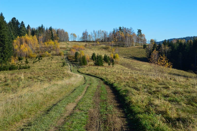 Krzywoń