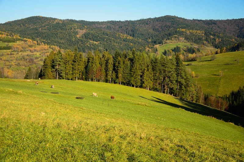 64 - Jesień z brzozami odchodzi. Z Rdzawki na Maciejową