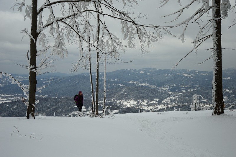 Kotarnica