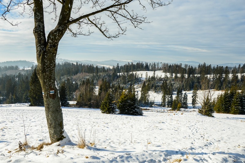 25 - Przełęcz Sieniawska - Stare Wierchy. Gorce od początku