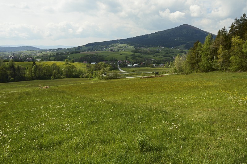 01 - Pieninki Skrzydlańskie i Wierzbanowska Góra majowo