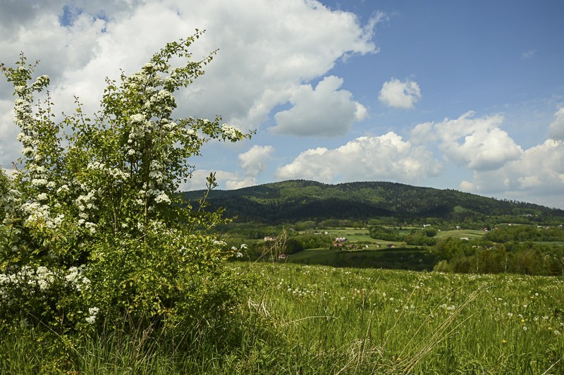 05 - Pieninki Skrzydlańskie i Wierzbanowska Góra majowo