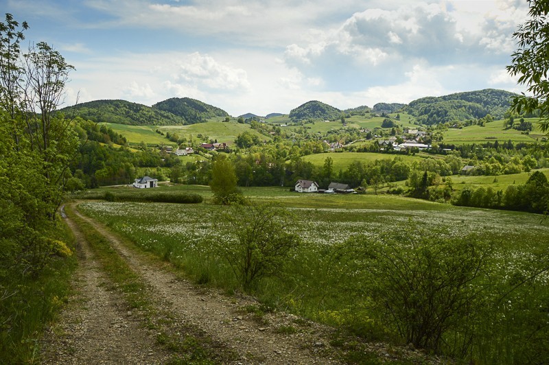 13 - Pieninki Skrzydlańskie i Wierzbanowska Góra majowo