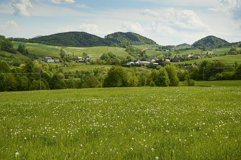 16 - Pieninki Skrzydlańskie i Wierzbanowska Góra majowo