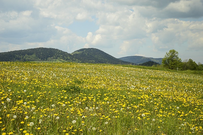 Pieninki Skrzydlańskie