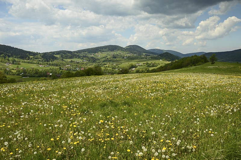 23 - Pieninki Skrzydlańskie i Wierzbanowska Góra majowo