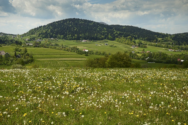 Pieninki Skrzydlańskie