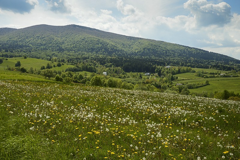 Pieninki Skrzydlańskie