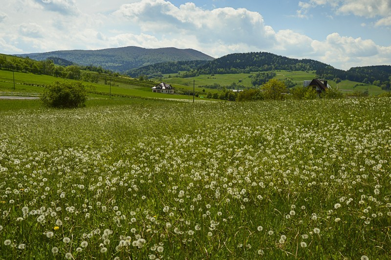 Pieninki Skrzydlańskie