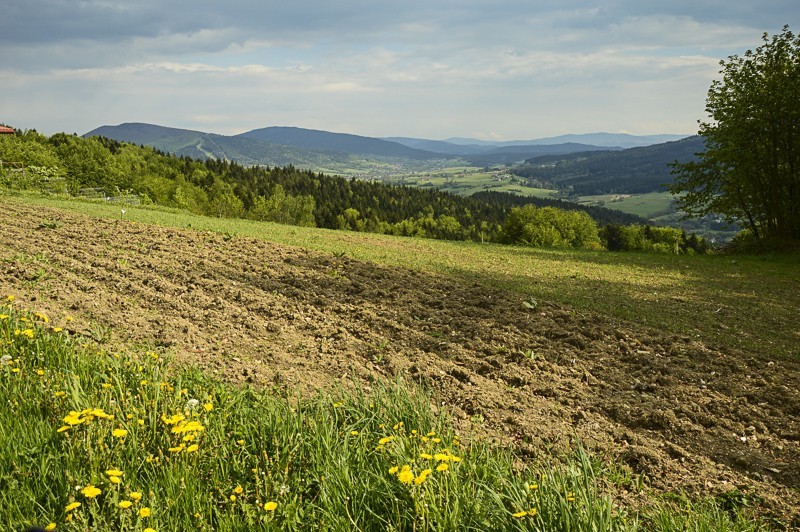 65 - Pieninki Skrzydlańskie i Wierzbanowska Góra majowo