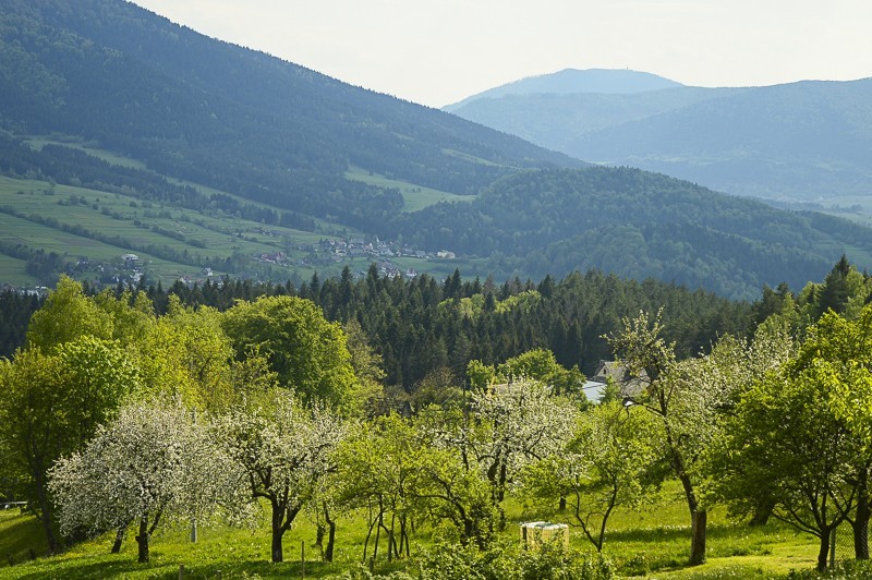 Wierzbanowska Góra