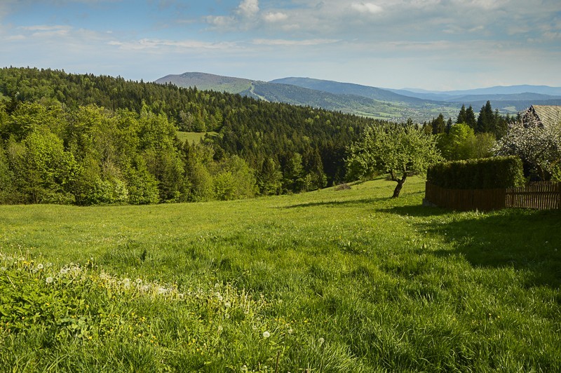 74 - Pieninki Skrzydlańskie i Wierzbanowska Góra majowo